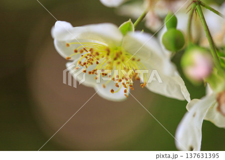 初夏に森に咲くノイバラの白い花 初夏に森に咲くノイバラの白い花 137631395