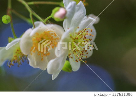 初夏に森に咲くノイバラの白い花 初夏に森に咲くノイバラの白い花 137631396