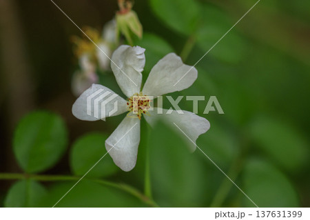 初夏に森に咲くノイバラの白い花 137631399