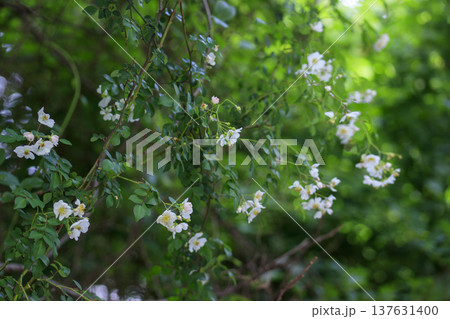 初夏に森に咲くノイバラの白い花 初夏に森に咲くノイバラの白い花 137631400