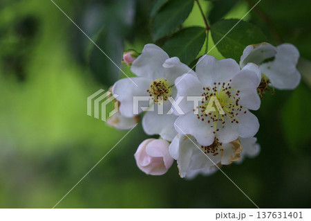 初夏に森に咲くノイバラの白い花 137631401