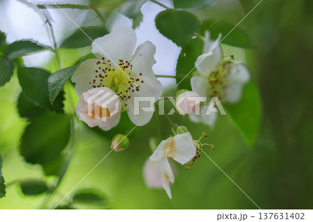 初夏に森に咲くノイバラの白い花 初夏に森に咲くノイバラの白い花 137631402