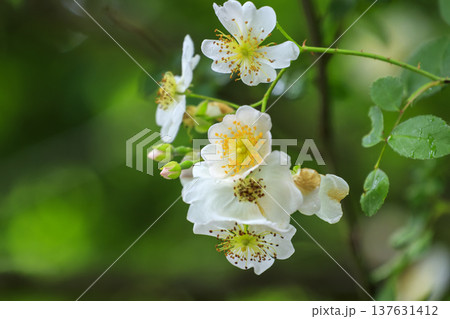 初夏に森に咲くノイバラの白い花 137631412
