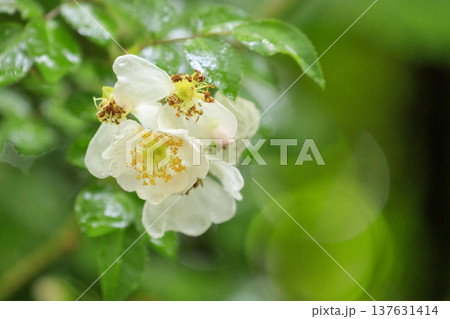 初夏に森に咲くノイバラの白い花 137631414