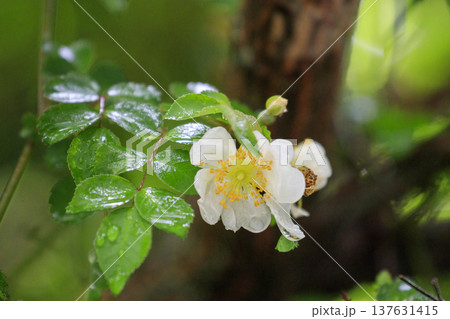 初夏に森に咲くノイバラの白い花 137631415