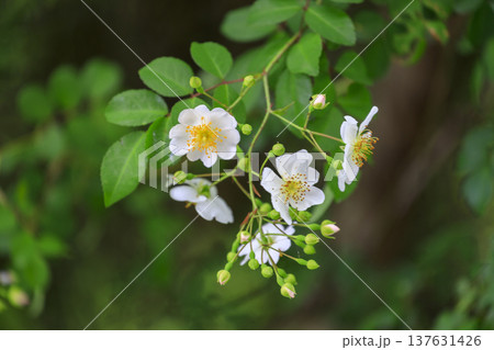 初夏に森に咲くノイバラの白い花 初夏に森に咲くノイバラの白い花 137631426