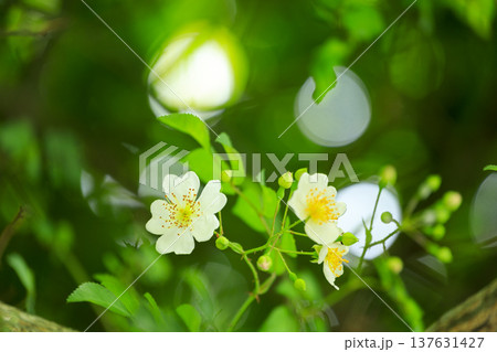 初夏に森に咲くノイバラの白い花 137631427