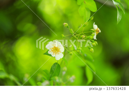 初夏に森に咲くノイバラの白い花 137631428