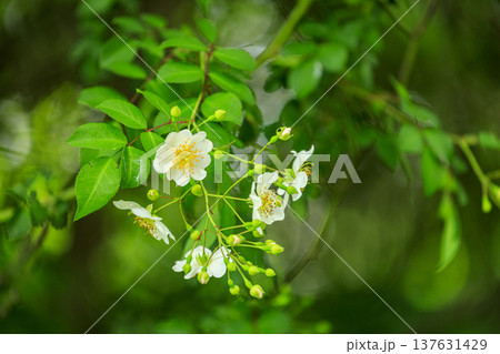 初夏に森に咲くノイバラの白い花 初夏に森に咲くノイバラの白い花 137631429