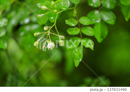 初夏に森に咲くノイバラの白い花 137631490