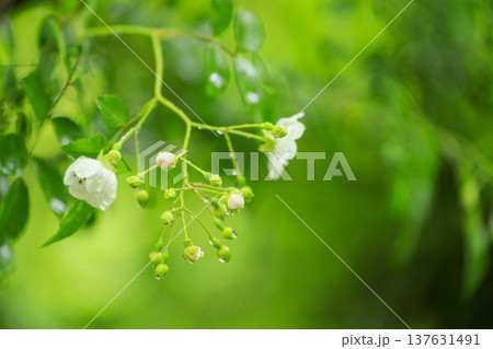 初夏に森に咲くノイバラの白い花 初夏に森に咲くノイバラの白い花 137631491