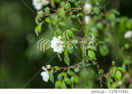 初夏に森に咲くノイバラの白い花 初夏に森に咲くノイバラの白い花 137631492