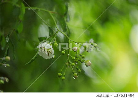 初夏に森に咲くノイバラの白い花 137631494