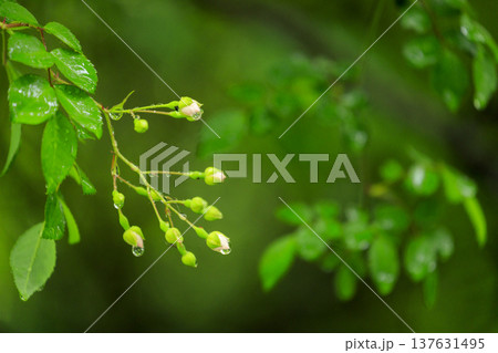 初夏に森に咲くノイバラの白い花 初夏に森に咲くノイバラの白い花 137631495
