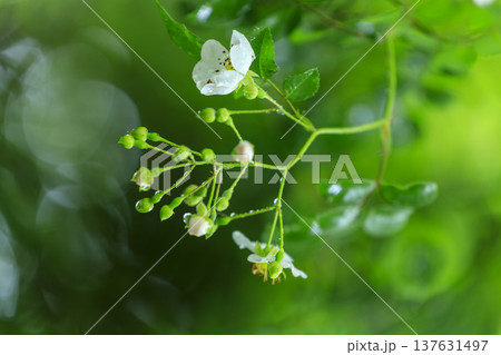 初夏に森に咲くノイバラの白い花 137631497