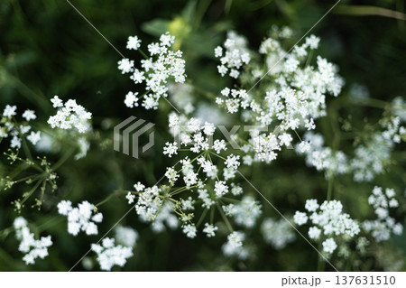 Delicate small white wildflowers blooming among green grass in a natural meadow during spring or summer Delicate small white wildflowers blooming among green grass in a natural meadow during spring or summer 137631510