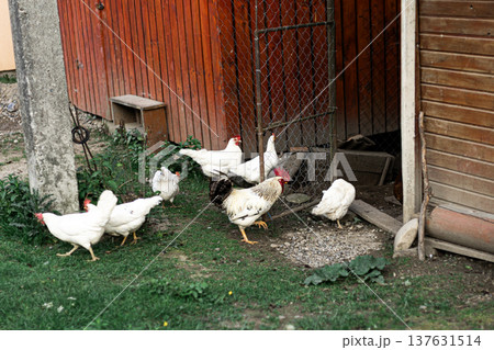 White hens and rooster walking on green grass in a rural farmyard near a wooden barn White hens and rooster walking on green grass in a rural farmyard near a wooden barn 137631514