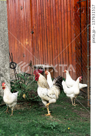 Domestic poultry walking freely on grass near a rustic barn in a village farm Domestic poultry walking freely on grass near a rustic barn in a village farm 137631517