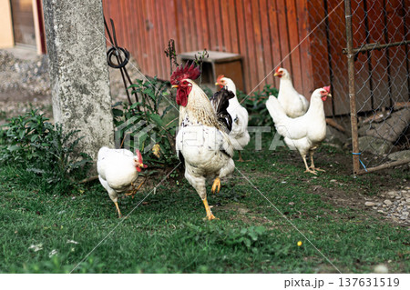 White rooster and hens in a traditional rural farmyard near a wooden barn in countryside White rooster and hens in a traditional rural farmyard near a wooden barn in countryside 137631519
