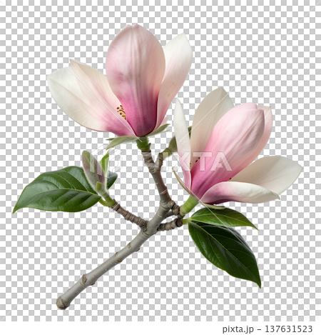 Beautiful delicate pink magnolia flowers in full bloom, isolated on a clean background. Perfect for spring themes and botanical art Beautiful delicate pink magnolia flowers in full bloom, isolated on a clean background. Perfect for spring themes and botanical art 137631523