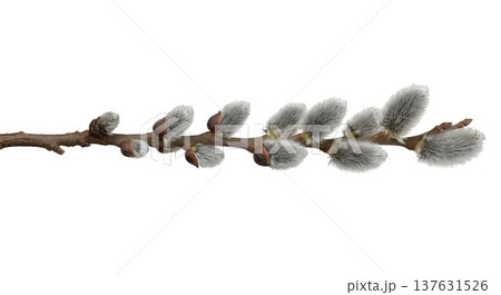 Single branch of pussy willow with fuzzy silver catkins, isolated on transparent. Perfect for easter decorations, nature collages, and cards 137631526