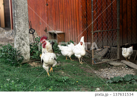 Free range chickens walking in the grass near a wooden farm building in countryside Free range chickens walking in the grass near a wooden farm building in countryside 137631534