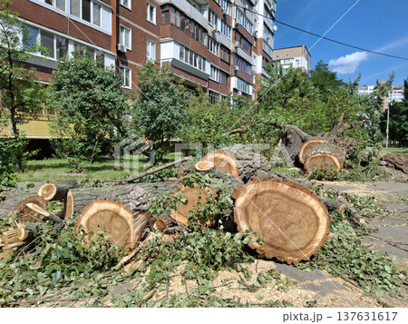 Old thick poplars trees cut down near a residential houses Old thick poplars trees cut down near a residential houses 137631617