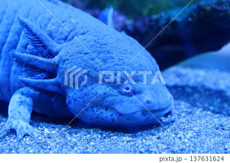 Axolotl, Ambystoma mexicanum, amphibian larva ambystoma, paedomorphic salamander Axolotl, Ambystoma mexicanum, amphibian larva ambystoma, paedomorphic salamander 137631624