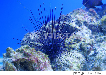 Sea urchin with long black needles 137631625