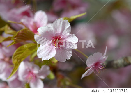 カワズザクラ 137631712