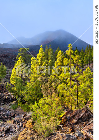 Striking landscape of Chinyero Volcano featuring vibrant pine trees and a misty mountain peak on the island of Tenerife, Canary Islands, Spain. Striking landscape of Chinyero Volcano featuring vibrant pine trees and a misty mountain peak on the island of Tenerife, Canary Islands, Spain. 137631796