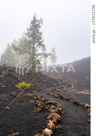 A narrow walking path winds through black volcanic soil and pine trees shrouded in thick fog at the Chinyero volcano area in Tenerife, Spain. 137631798