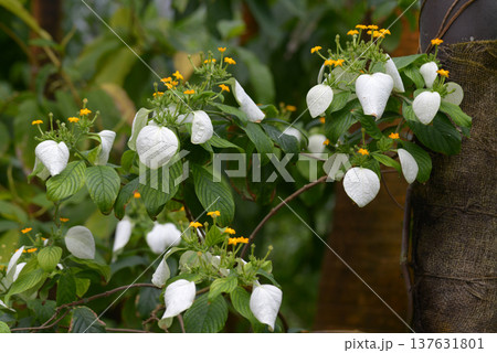 ケコンロンカ ケコンロンカ 137631801