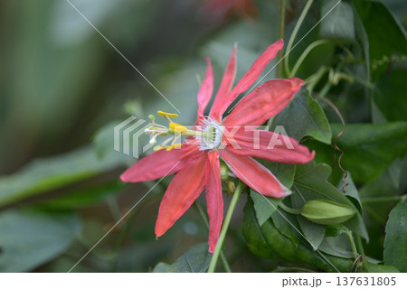 パッシフロラ・オークランディア 137631805