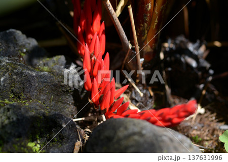 ハランアナナス 137631996