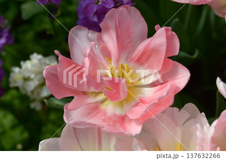 フォックストロット　チューリップ 137632266