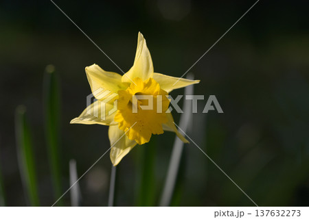 ラッパスイセン 137632273