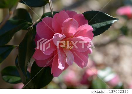 笑顔紅　ツバキ 137632333