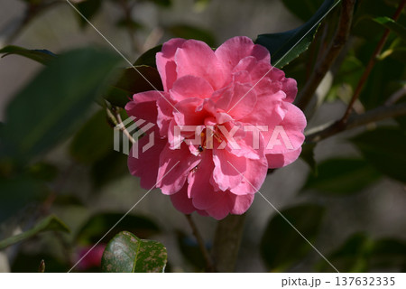 笑顔紅　ツバキ 137632335