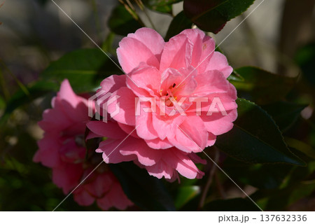 笑顔紅　ツバキ 137632336