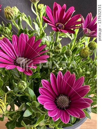 Close-up of purple African daisies blooming, Osteospermum. The flowers bloom in spring. Close-up of purple African daisies blooming, Osteospermum. The flowers bloom in spring. 137632531