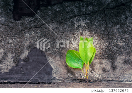 Young tree growing through a crack in concrete symbolizes resilience, hope, and new beginnings. Concept of business resilience, growth mindset, opportunity, startup spirit, long-term success, 137632673