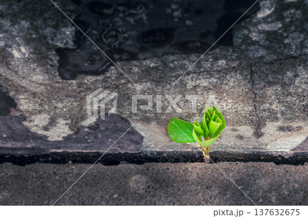 Young tree growing through a crack in concrete symbolizes resilience, hope, and new beginnings. Concept of business resilience, growth mindset, opportunity, startup spirit, long-term success, Young tree growing through a crack in concrete symbolizes resilience, hope, and new beginnings. Concept of business resilience, growth mindset, opportunity, startup spirit, long-term success, 137632675