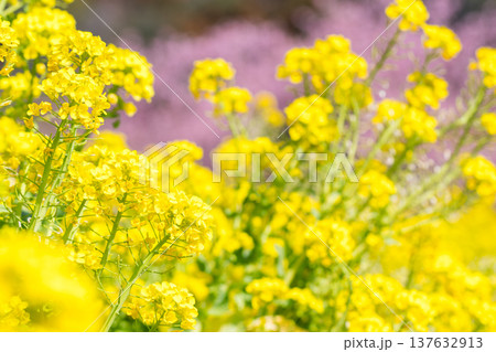 【菜の花】みどりの里に咲く菜の花と河津桜 137632913