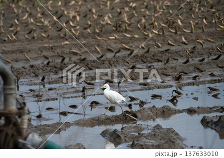 Cattle egret, a countryside bird belonging to the Ardeidae family Cattle egret, a countryside bird belonging to the Ardeidae family 137633010