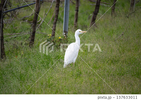 Cattle egret, a countryside bird belonging to the Ardeidae family 137633011