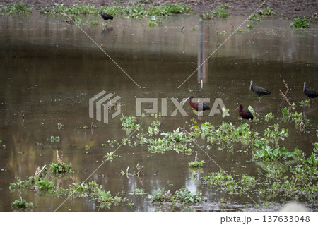 Black ibis, Plegadis falcinellus, is a bird with a long, curved beak that generally lives in humid areas 137633048