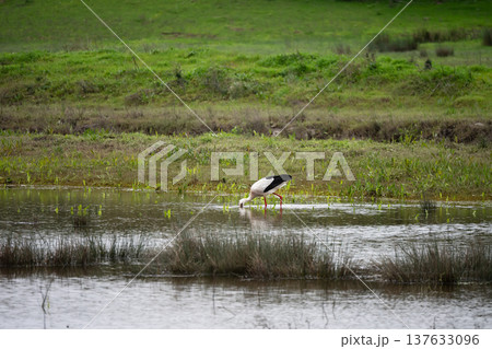 Stork on the ground searching for food 137633096