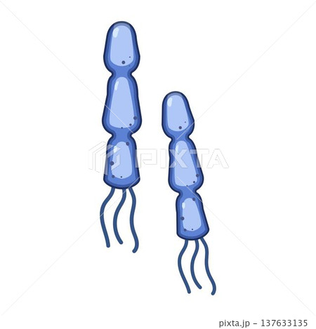 Healthy lactobacilli bacteria illustrating gut flora concept Healthy lactobacilli bacteria illustrating gut flora concept 137633135
