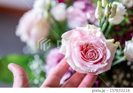 Hand gently touching delicate pink rose bloom, enjoying the fresh petals and vibrant colors of a varied floral arrangement, symbolizing grace and natural beauty 137633218